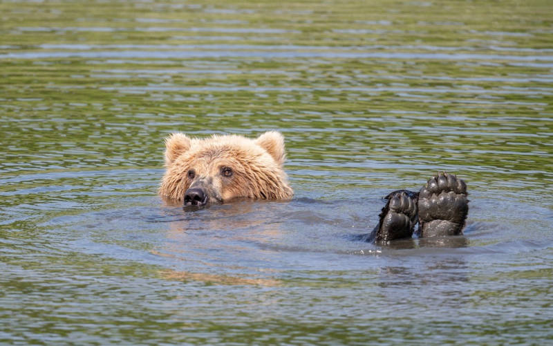 কুকুর নাকি ভালুক