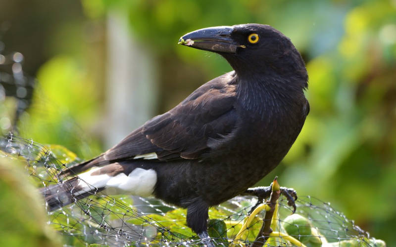 দাঁড়কাক ও ডুমুর