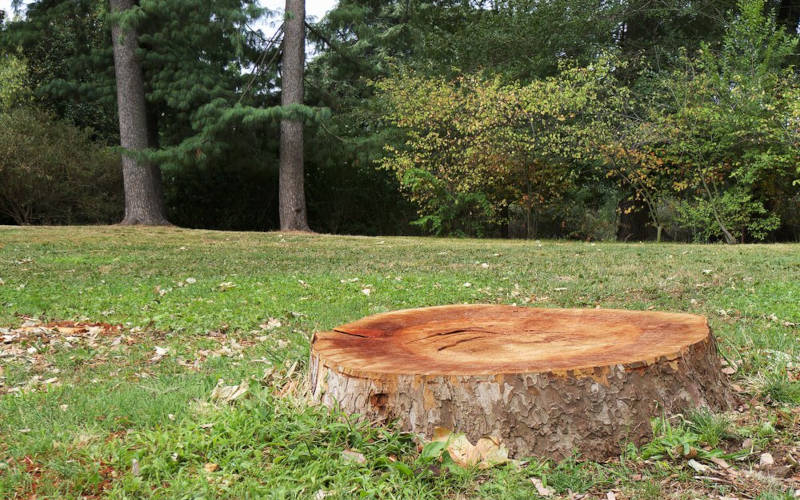 দেবদারু গাছ ও কাঁটাগাছ