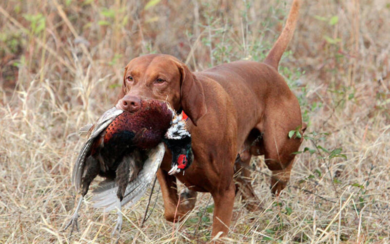 শিকারী কুকুর