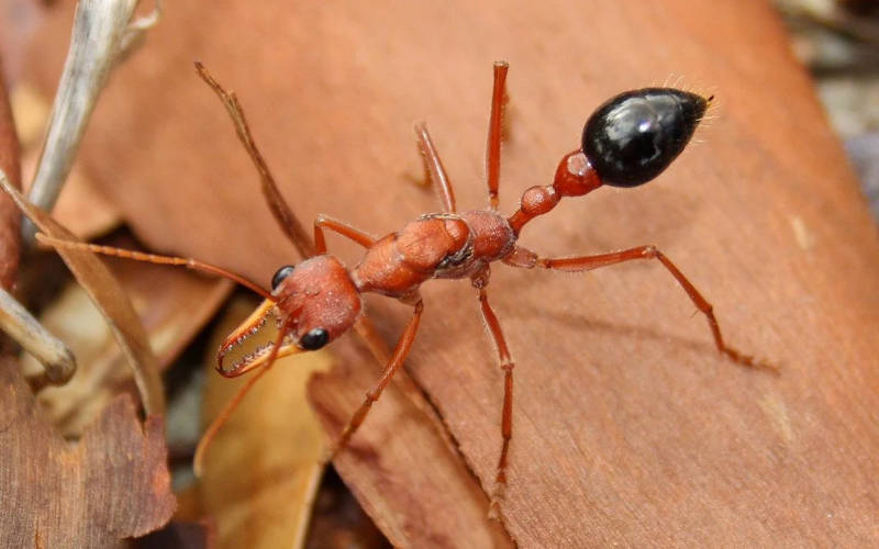 বুলডগ অ্যান্ট