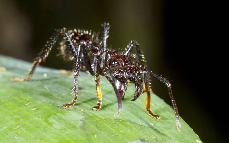 বুলেট অ্যান্ট