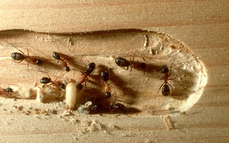 Carpenter ants