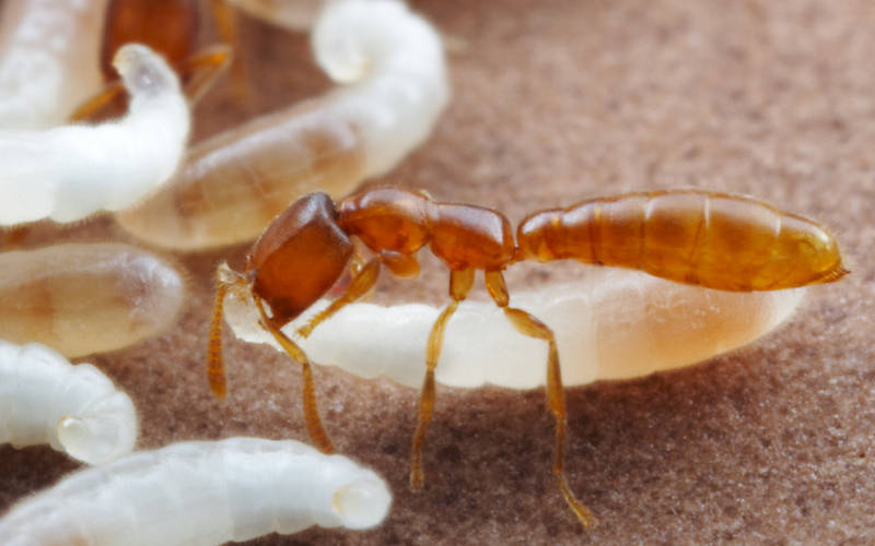 ভ্যাম্পায়ার অ্যান্ট