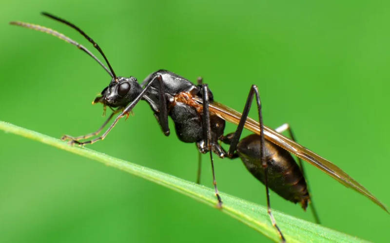 বুলেট অ্যান্ট