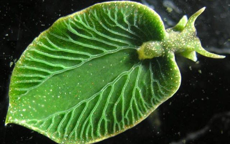 এলিসিয়া ক্লোরোটিকা (Elysia Chlorotica) প্রাণী না উদ্ভিদ, নাকি দুটোই?