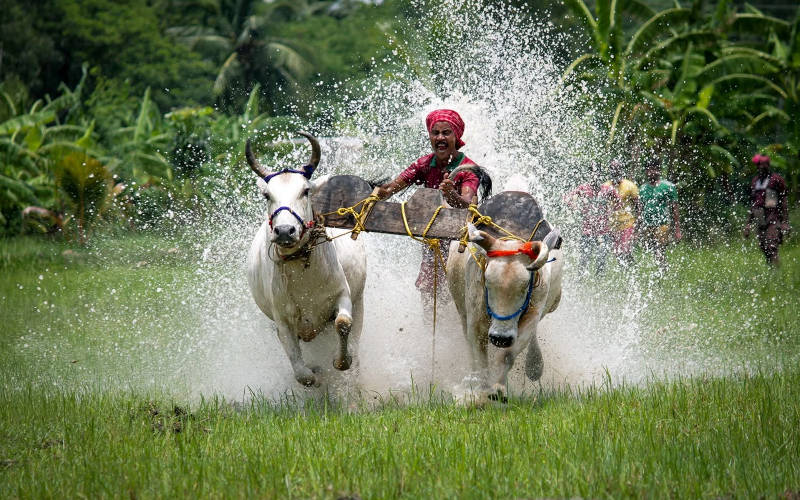 মইছাড়া উৎসব