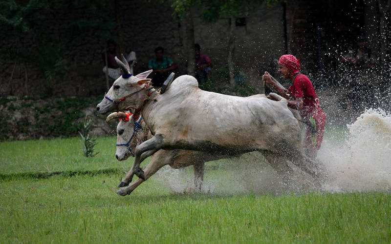 হেরোভাঙা - মইছাড়া উৎসব